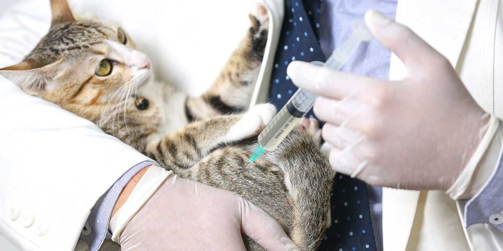 how often do cats need vaccines