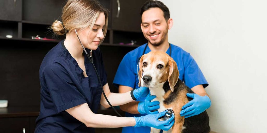 how to find a good veterinarian