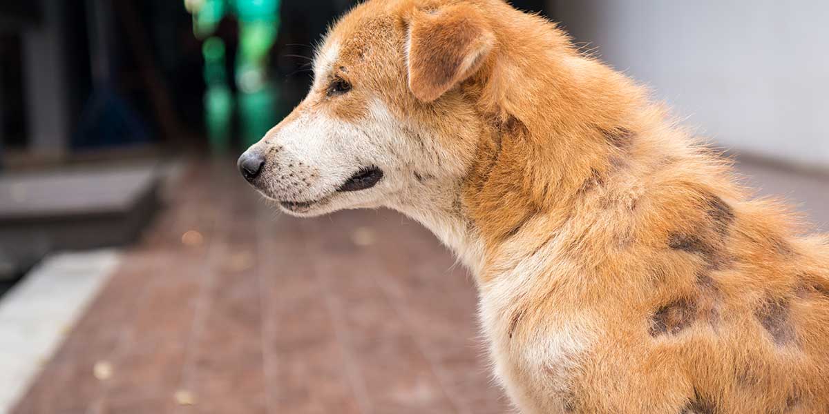 skin allergies in dogs