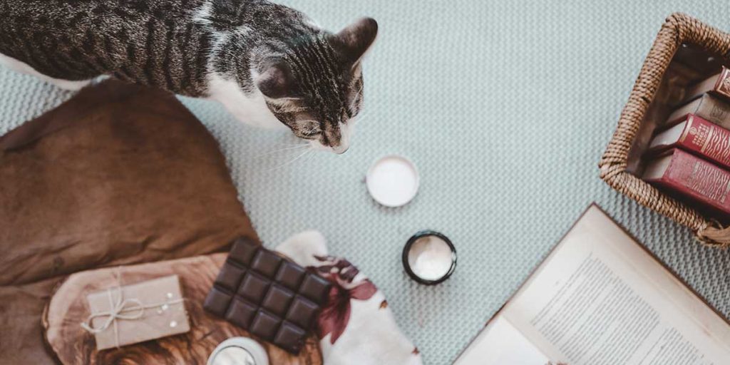 what to do if your cat eats chocolate
