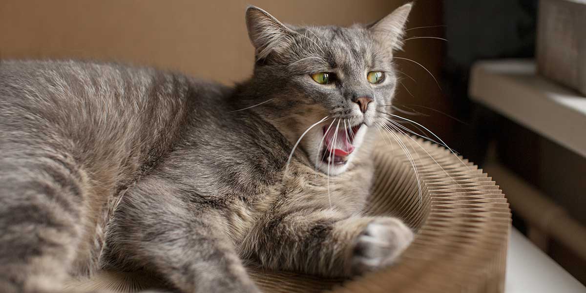 why is my cat breathing fast