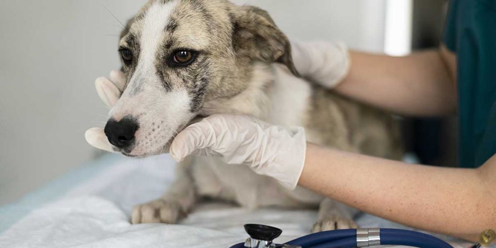 symptoms of heart murmur in dogs