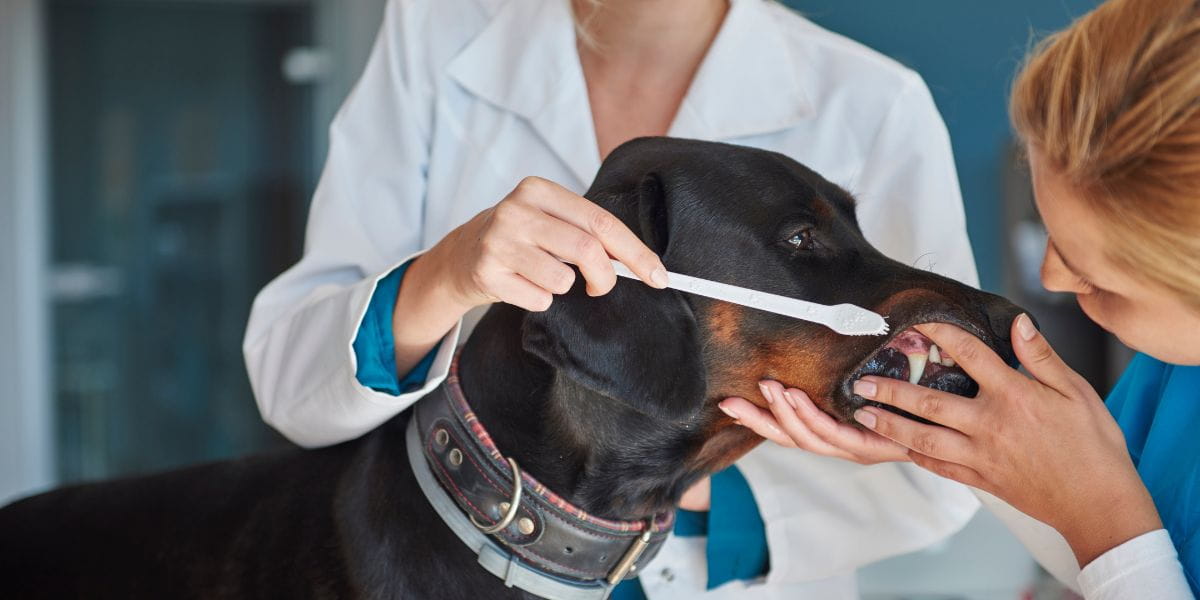 How Often Should Dogs Get Their Teeth Cleaned