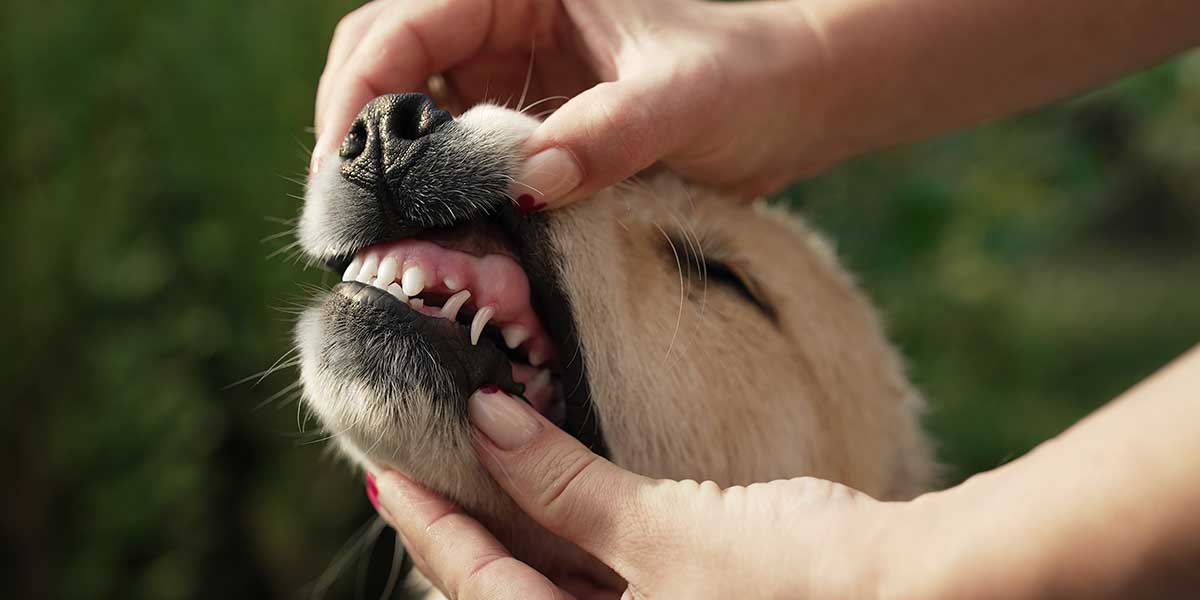 aAn owner gently lifts a dog's lip to inspect inflamed tissue, highlighting common causes of swollen gums in dogs.