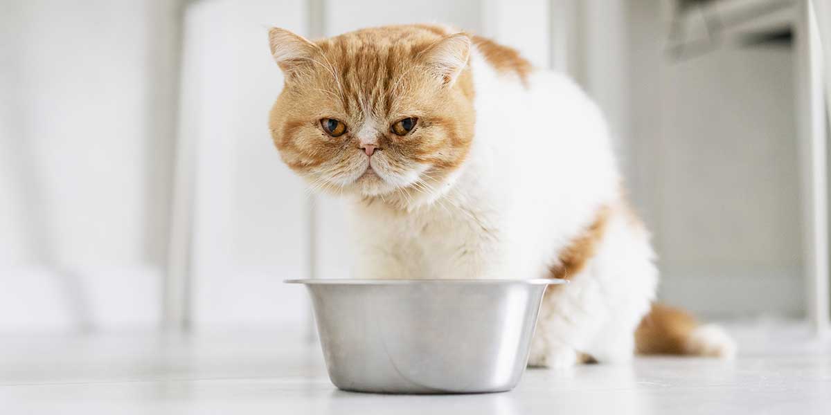 An orange and white flat-faced cat looks down sadly at an empty bowl, addressing when a cat not eating is an emergency.